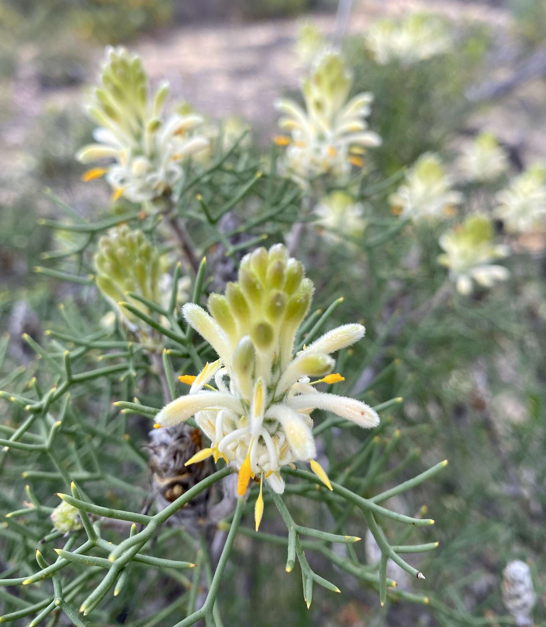 Image of Petrophile foremanii Rye & Hislop