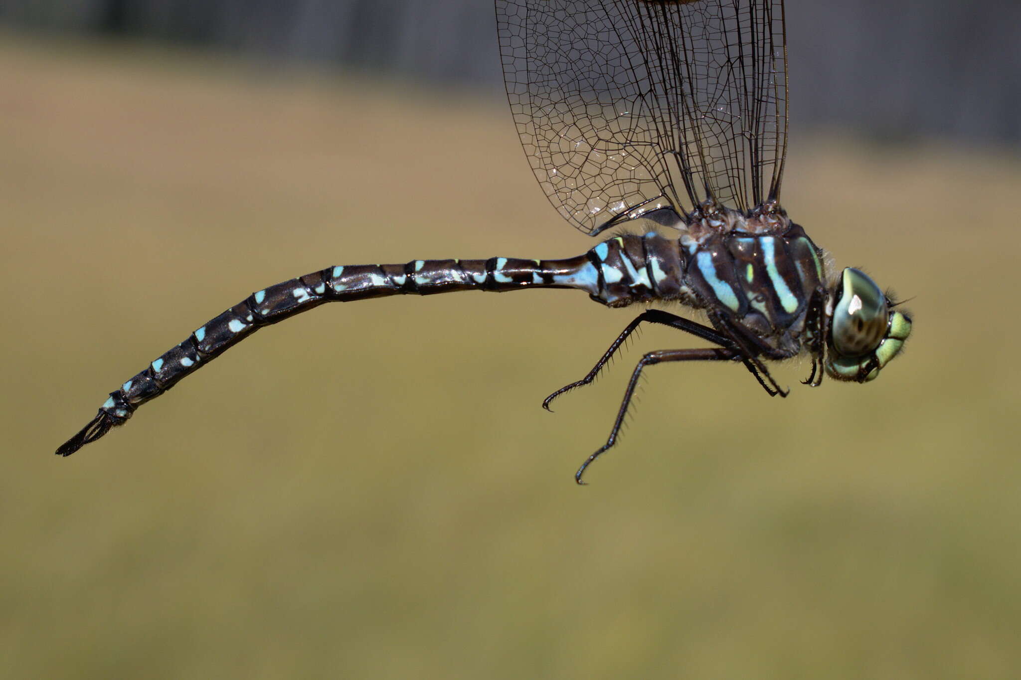 Image of bog hawker
