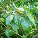 Image of Ficus padifolia Kunth