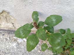 Image of Amaranthus blitum subsp. blitum