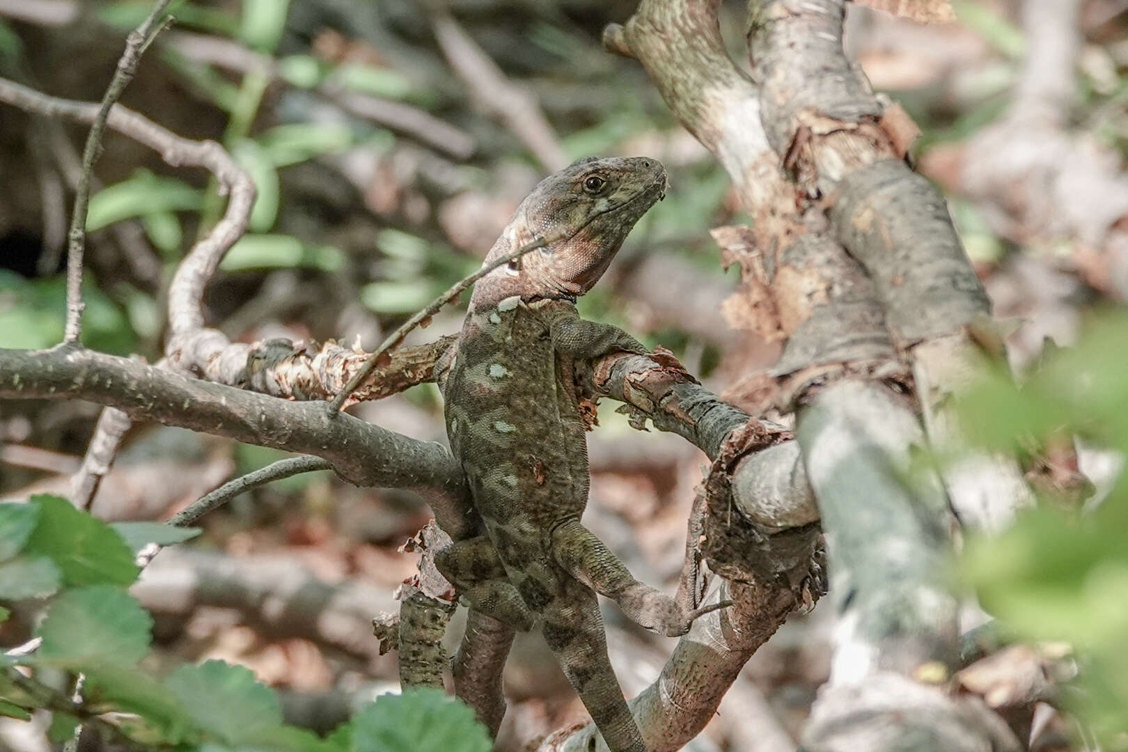 Pristidactylus torquatus (Philippi 1861)的图像