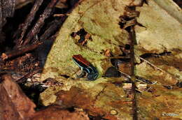 Image of ruby poison frog