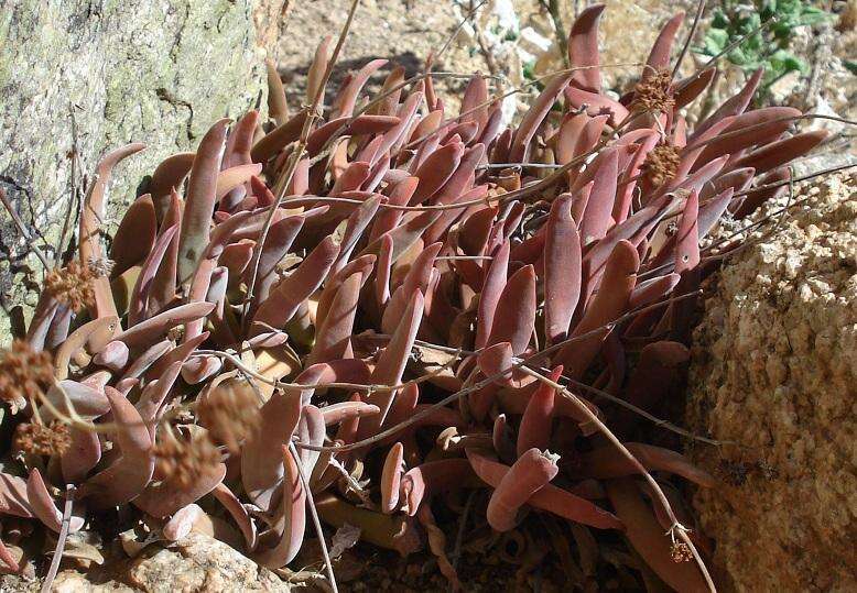 Image of Crassula subacaulis subsp. subacaulis