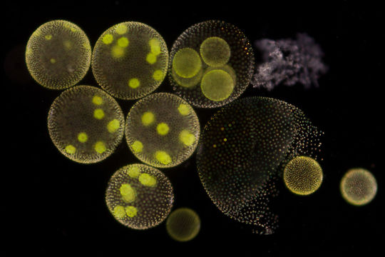 Image of Globe Algae