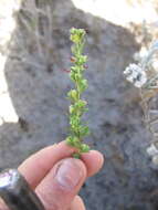 Image of <i>Cliffortia <i>polygonifolia</i></i> var. polygonifolia