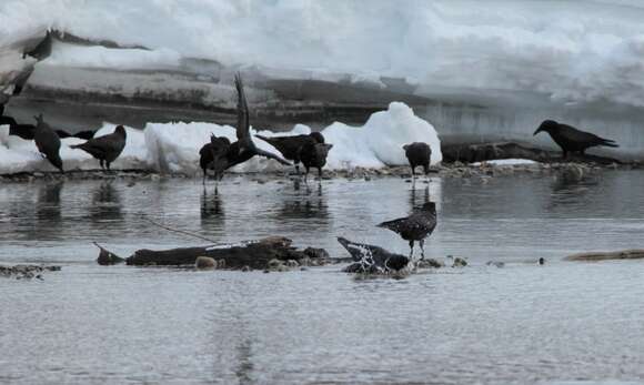 Image of Eastern Carrion Crow