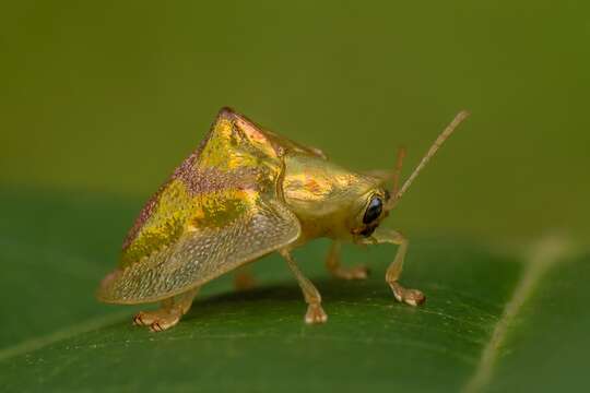 Sivun Coptocycla (Psalidonota) contemta (Boheman 1855) kuva