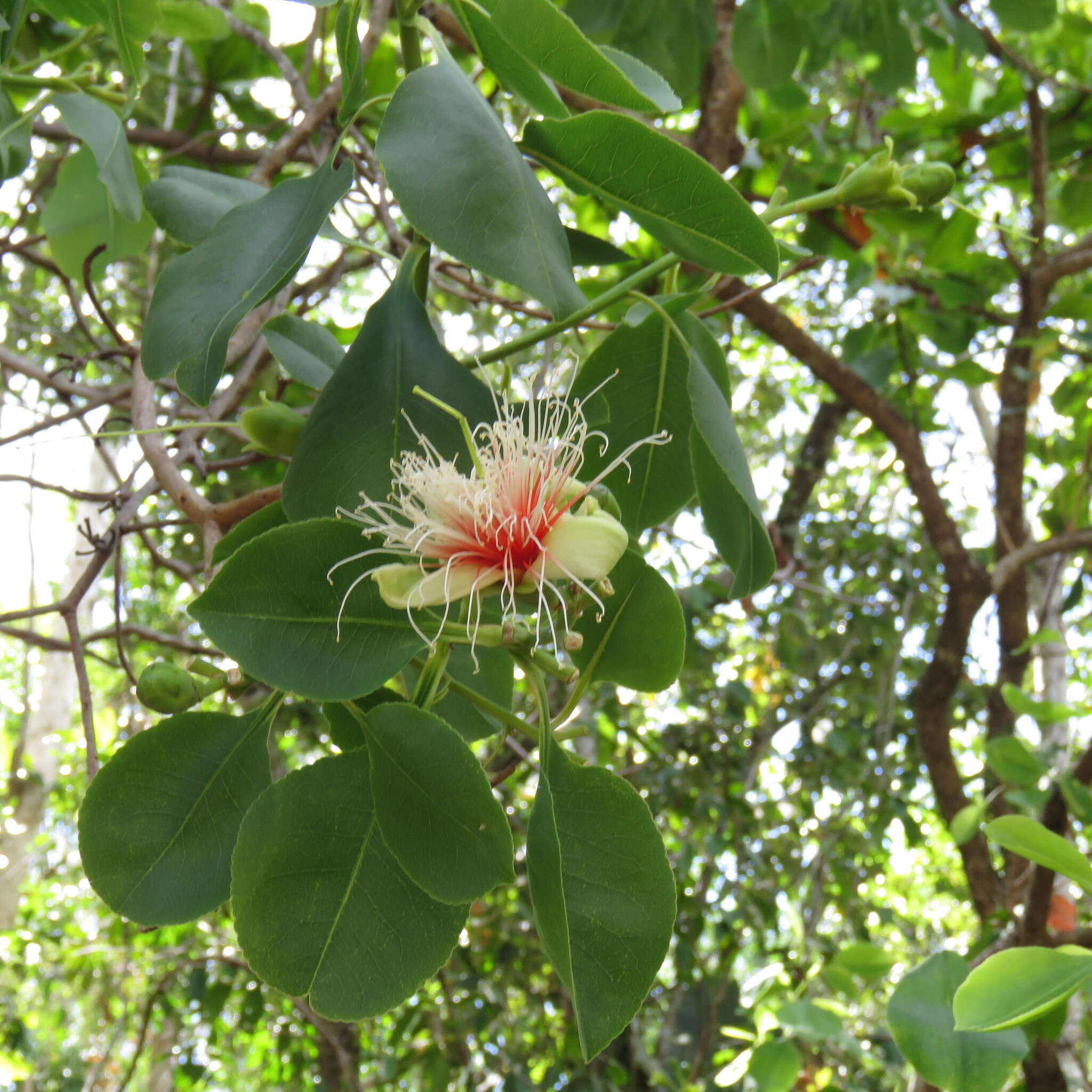 Image of Planchonia careya (F. Muell.) R. Knuth