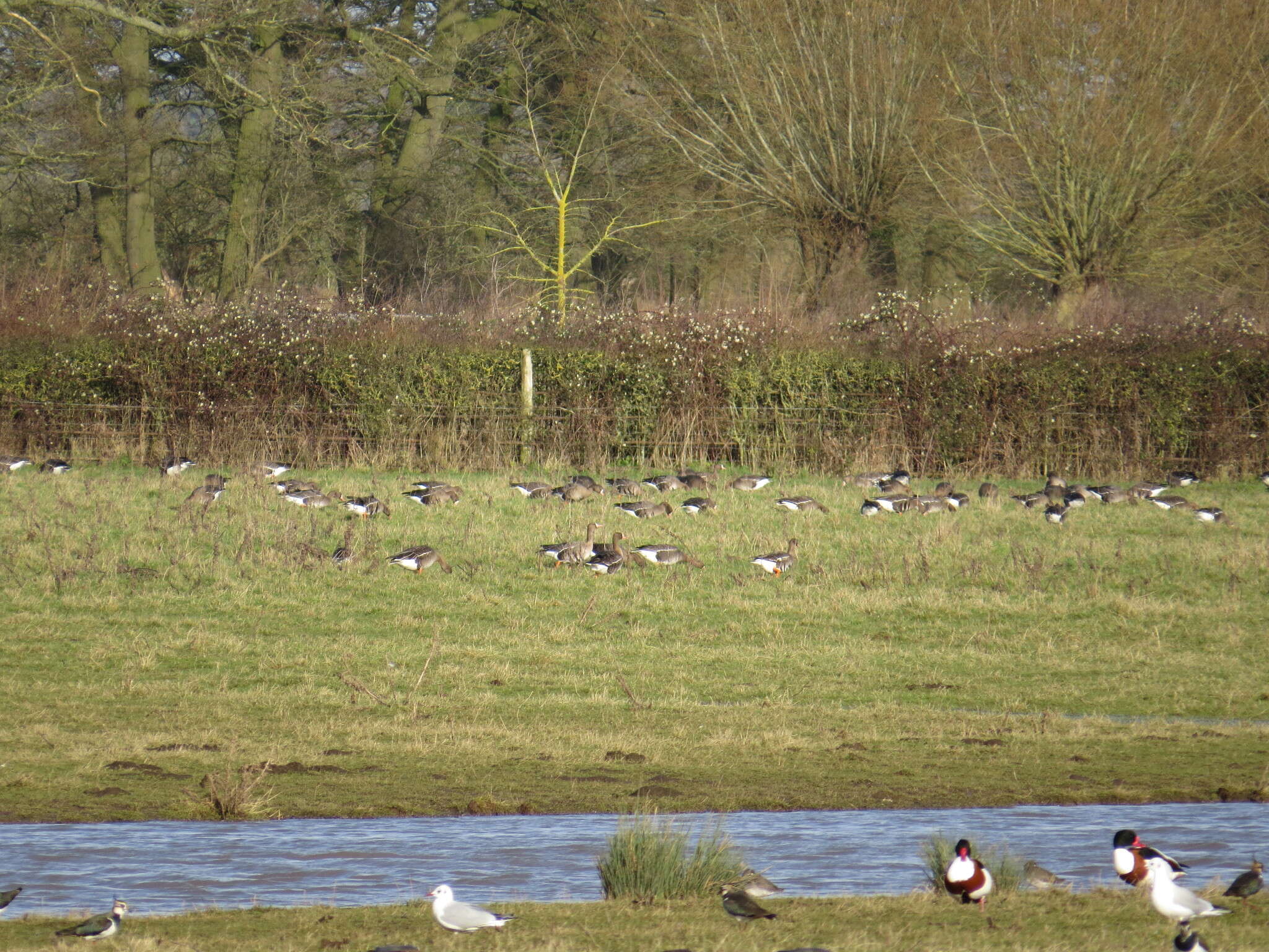 Image of Eurasian White-fronted Goose