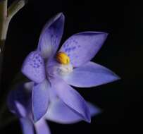 Image of Thelymitra truncata R. S. Rogers