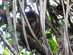 Image of Otus rutilus rutilus