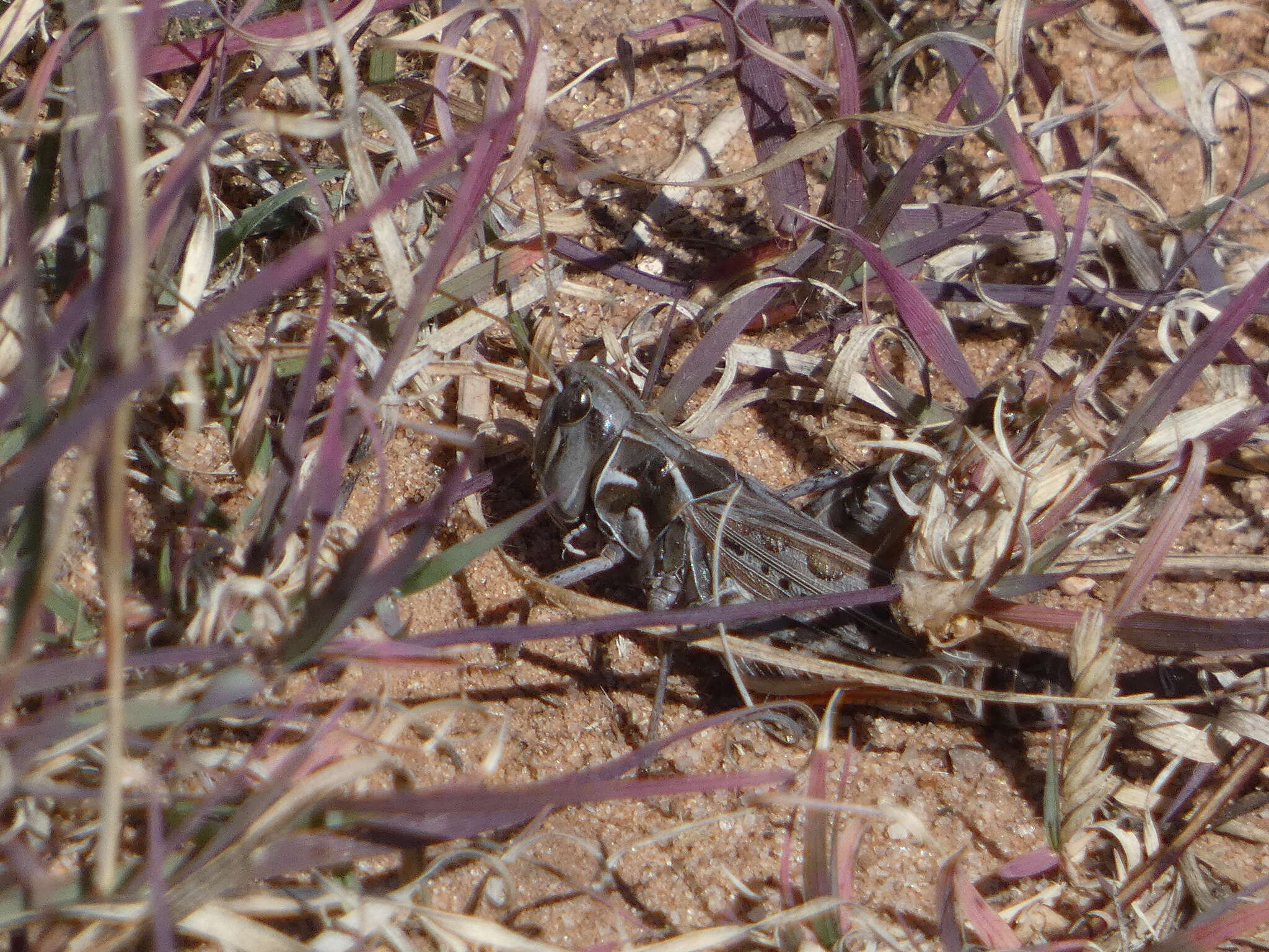 Image of Four-spotted Grasshopper