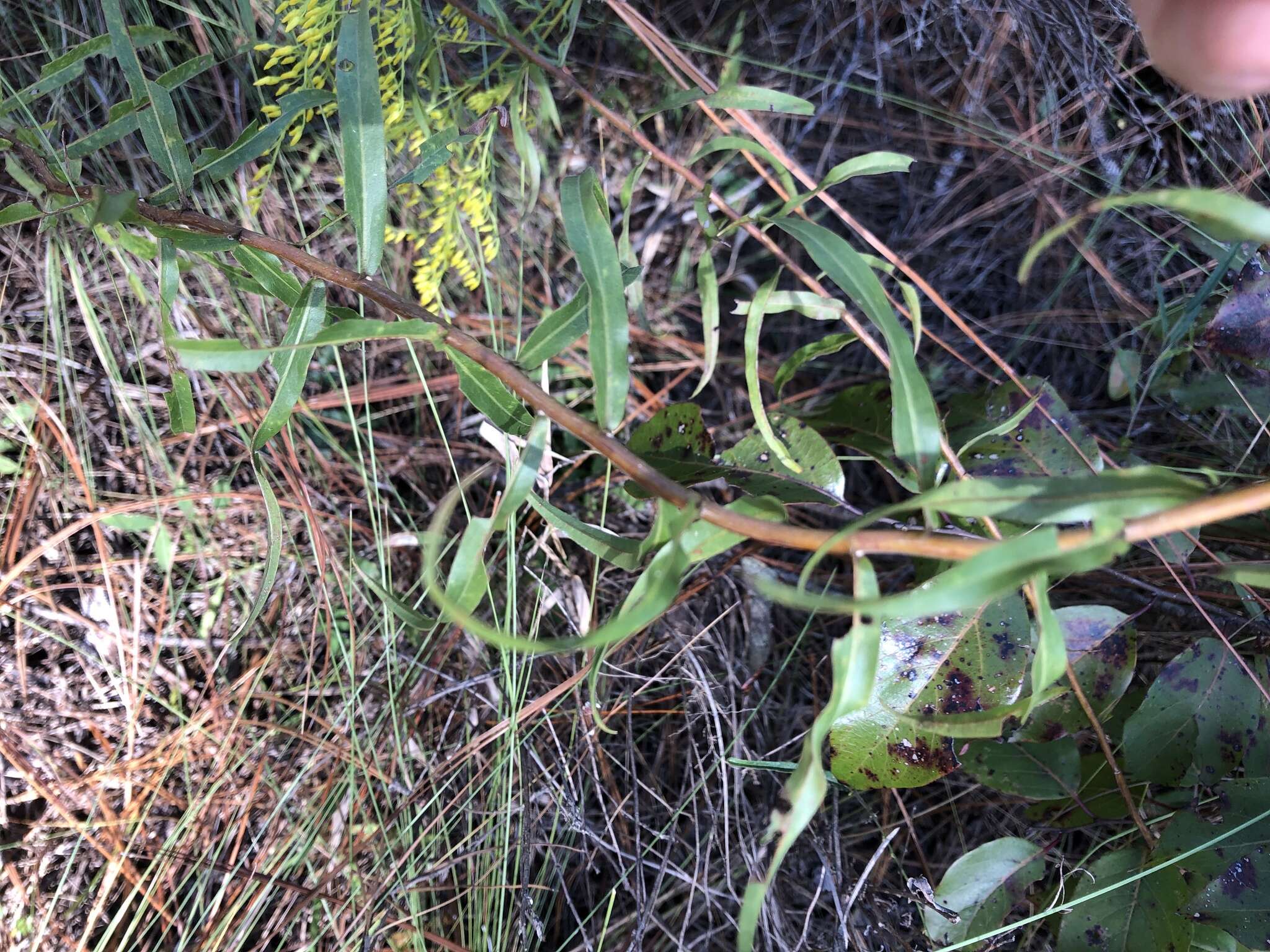 Image of anisescented goldenrod