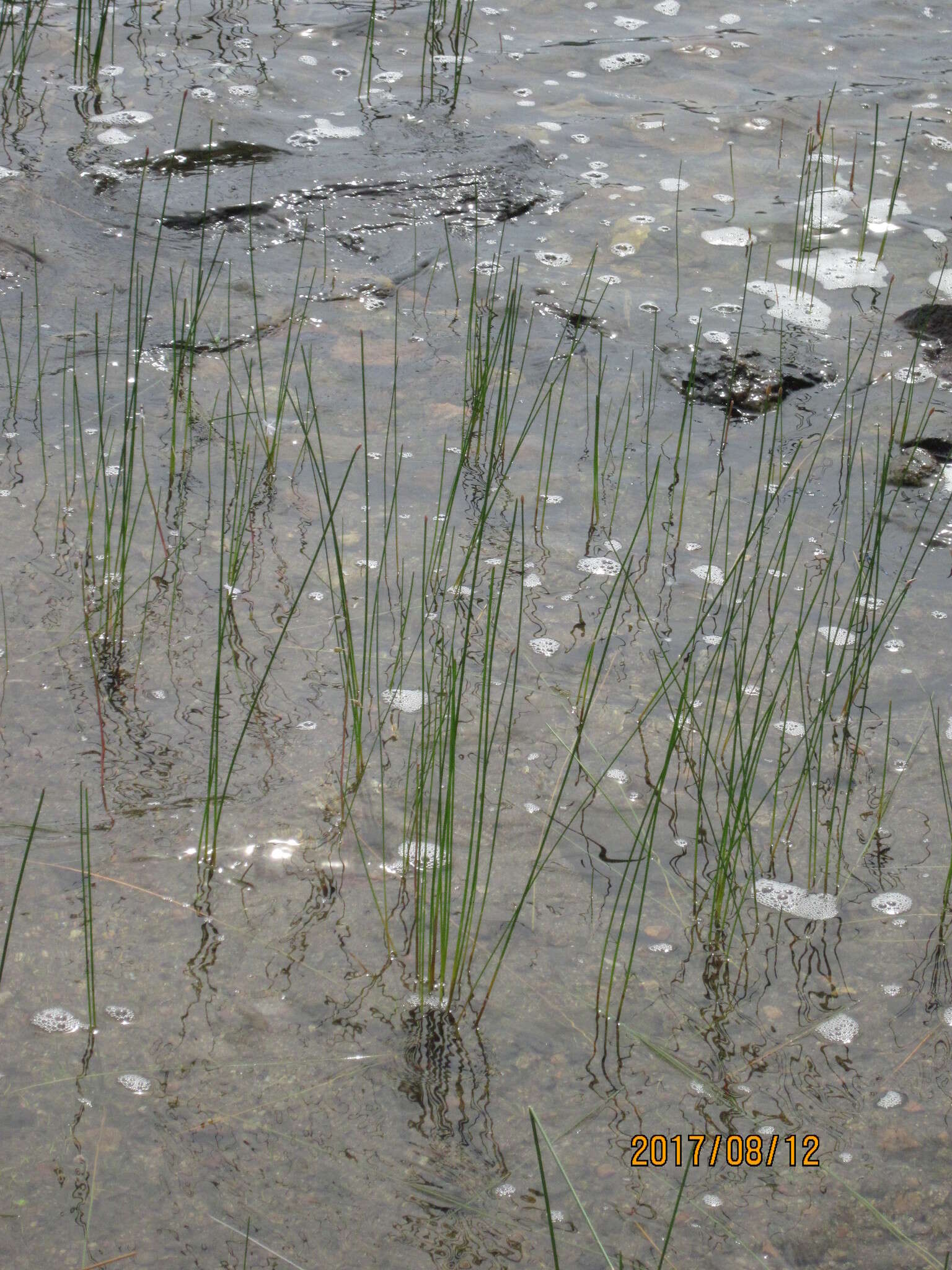 Image of Common Spike-rush