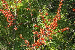 Image of possumhaw