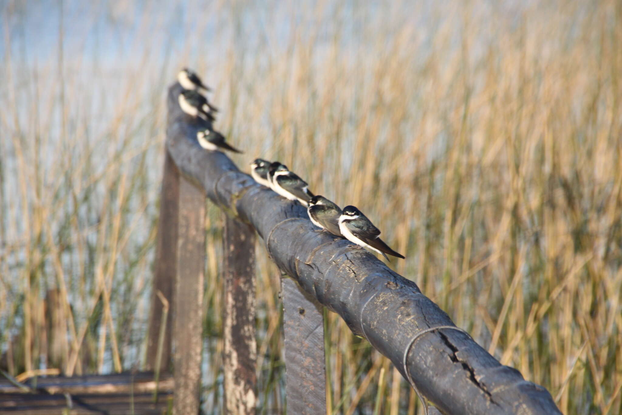 Image of White-rumped Swallow
