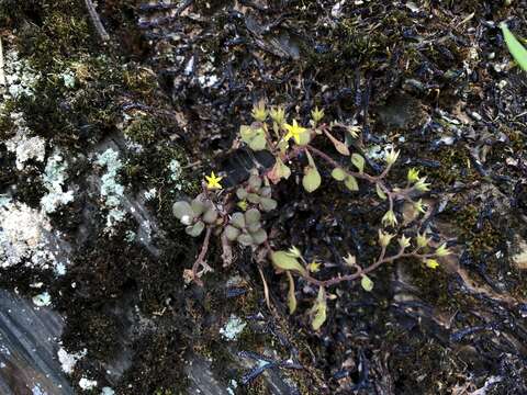 Image of Sedum stellariifolium Franch.