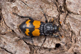 Image of Nicrophorus (Nicrophorus) investigator (Zetterstedt 1824)