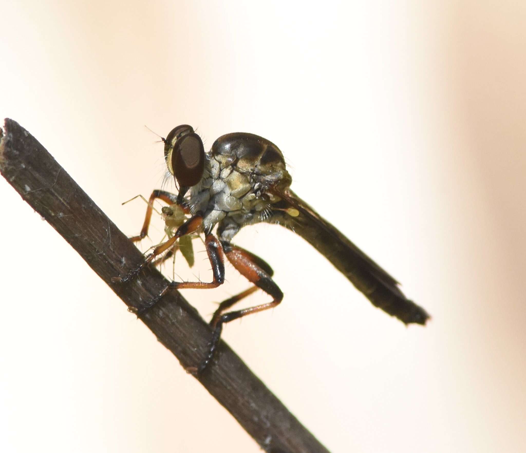 Imagem de Ommatius floridensis Bullington & Lavigne 1984