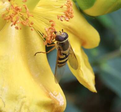 Image de Syrphus ribesii (Linnaeus 1758)