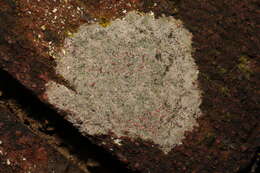 Image of rim lichen