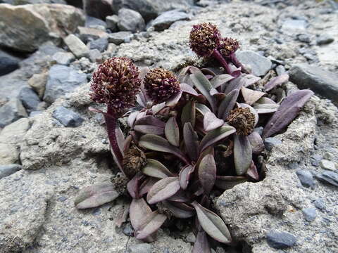 Image of Valeriana pycnantha A. Gray