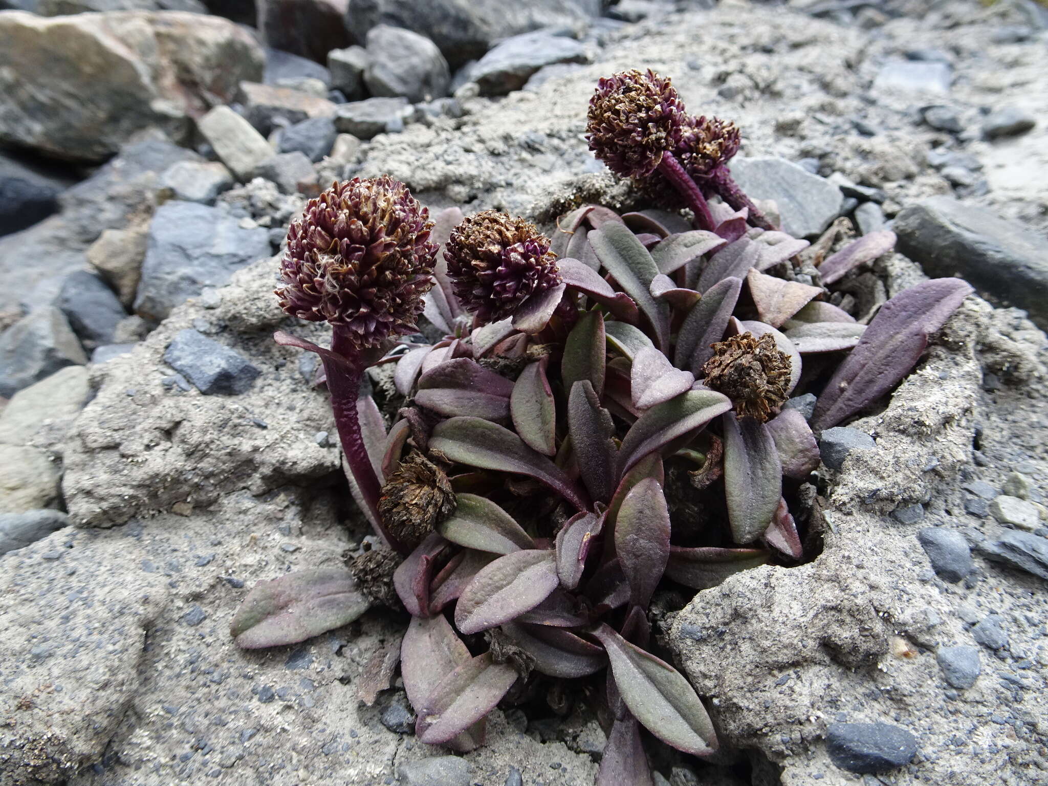 Image de Valeriana pycnantha A. Gray