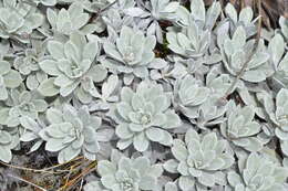 Image of white mountain daisy