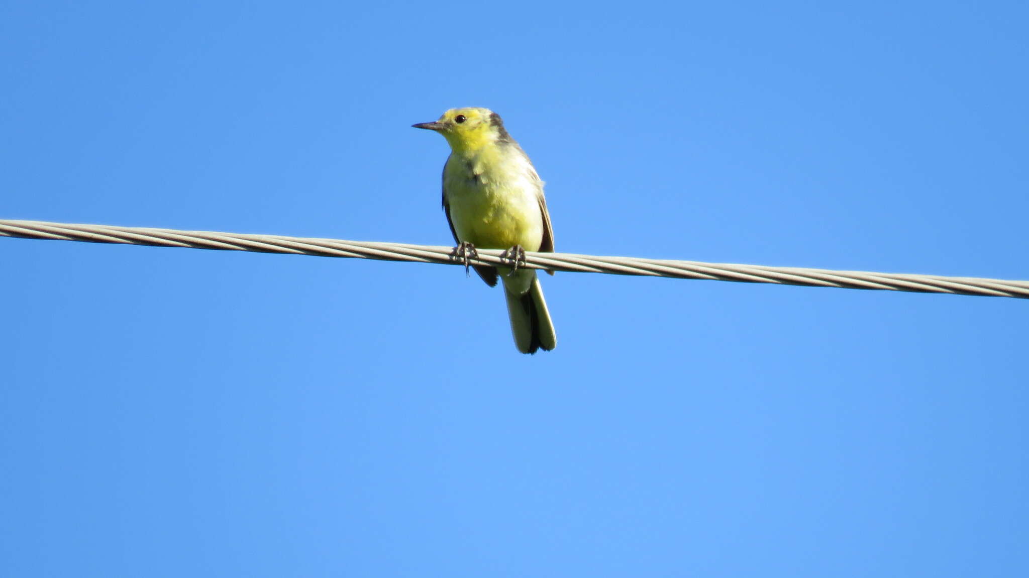 Image of Citrine Wagtail