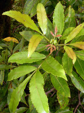 Image of Pterophylla samoensis (A. Gray) Pillon & H. C. Hopkins