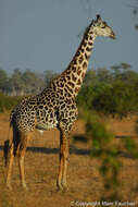 Image of Giraffe