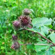 Image of Arctium ambiguum (Celak.) Nym.