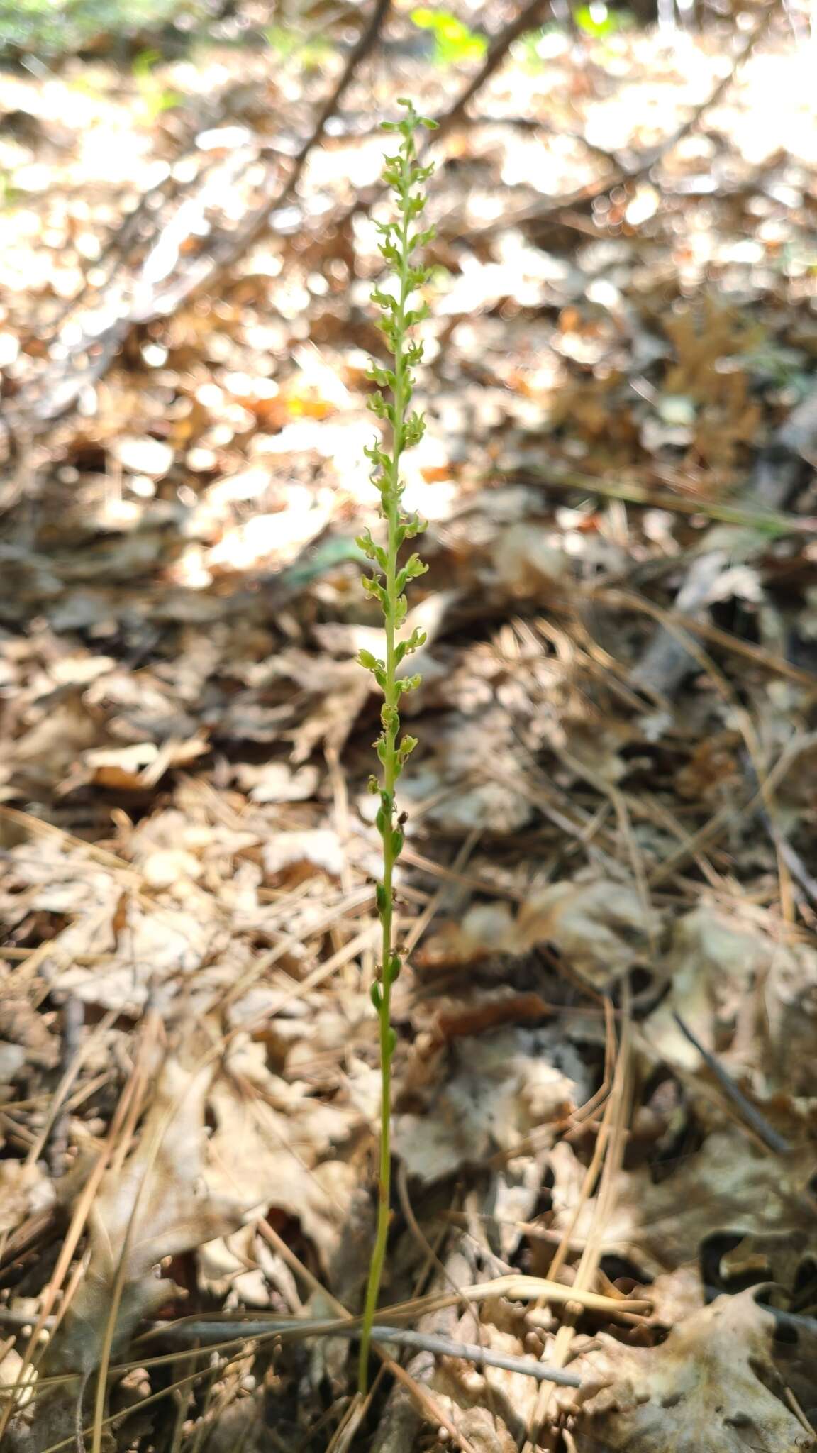 Imagem de Platanthera colemanii (Rand. Morgan & Glic.) R. M. Bateman