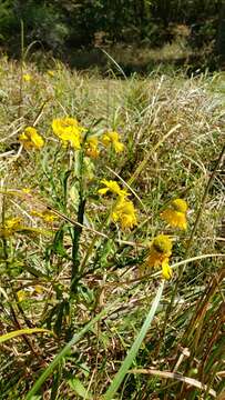 Image of Virginia Sneezeweed