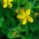 صورة Hypericum senanense subsp. senanense