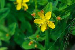 Image of Hypericum senanense subsp. senanense