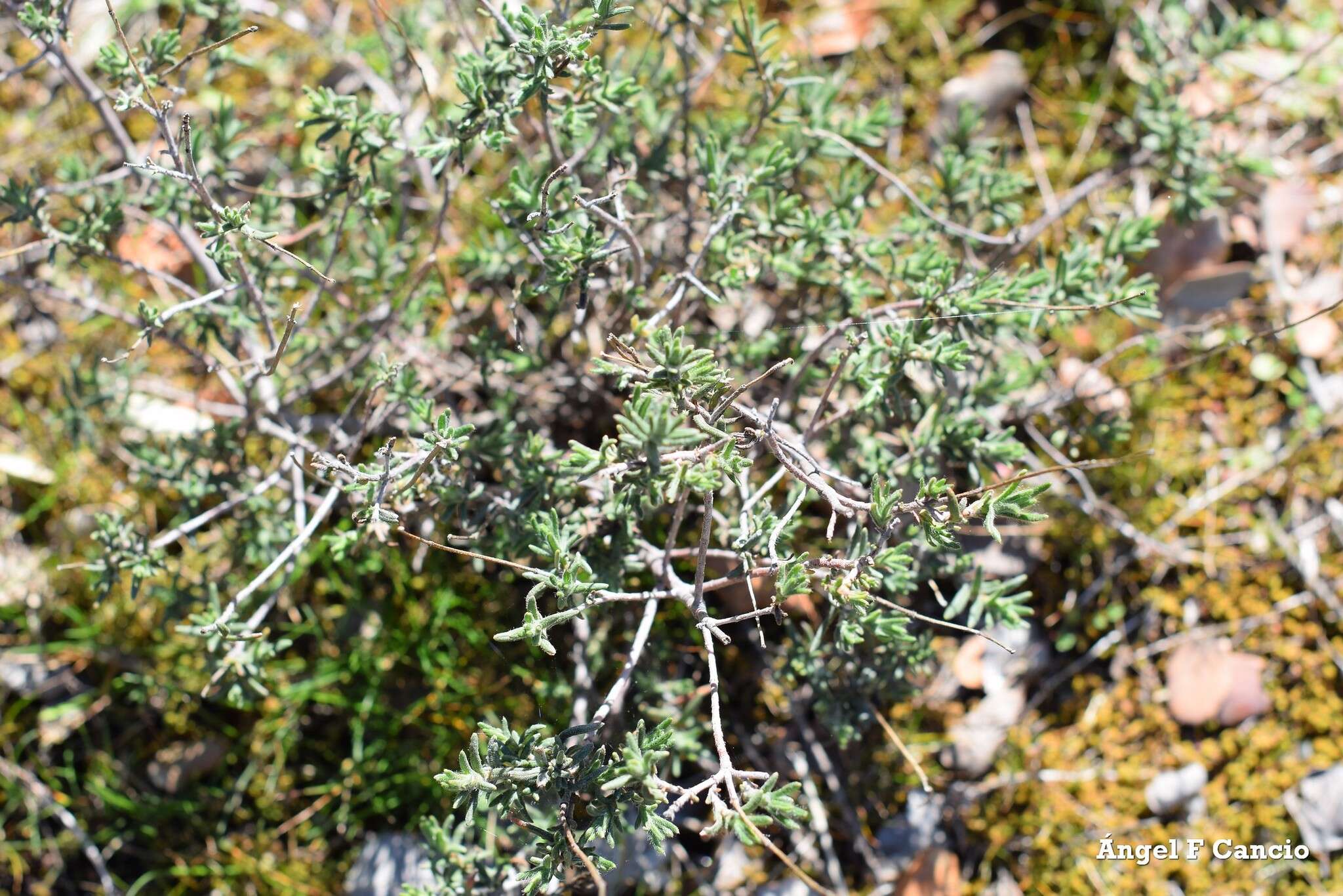 صورة Halimium umbellatum subsp. viscosum (Willk.) O. Bolós & Vigo