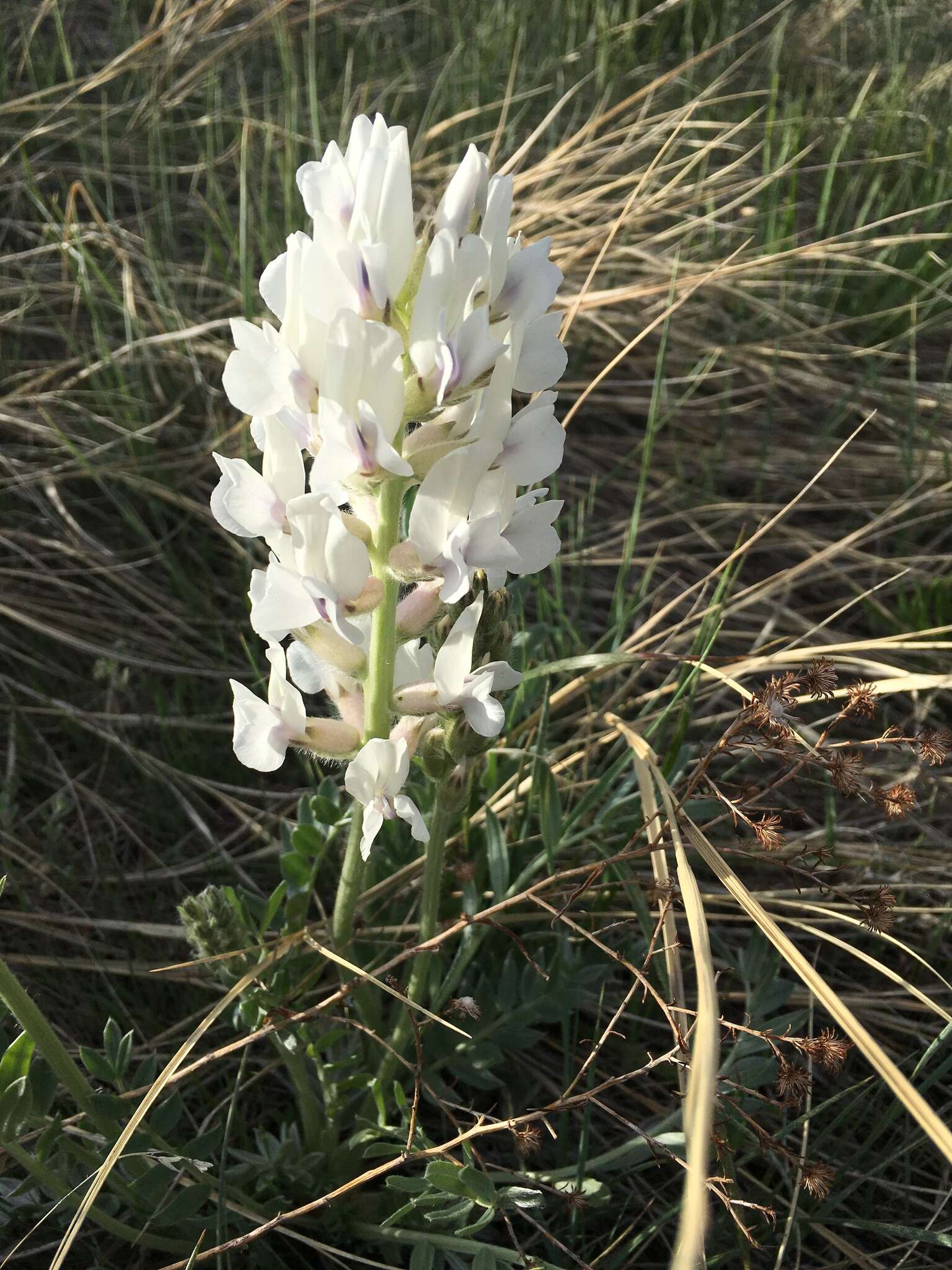 Image of white locoweed