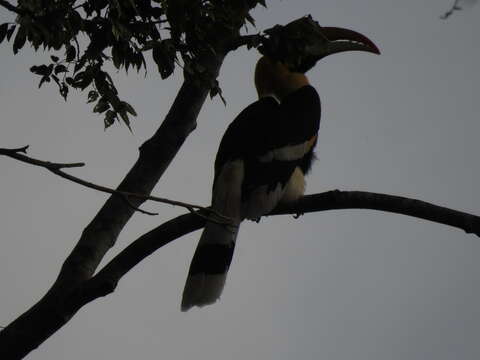 Image of Great Indian Hornbill