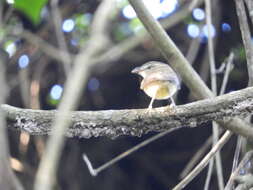 Image of Stub-tailed Spadebill