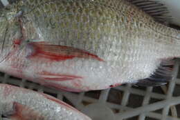 Image of Taiwan picnic seabream