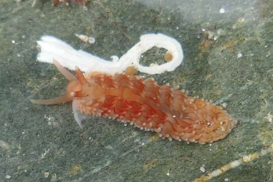 Aeolidiella sanguinea (Norman 1877) resmi