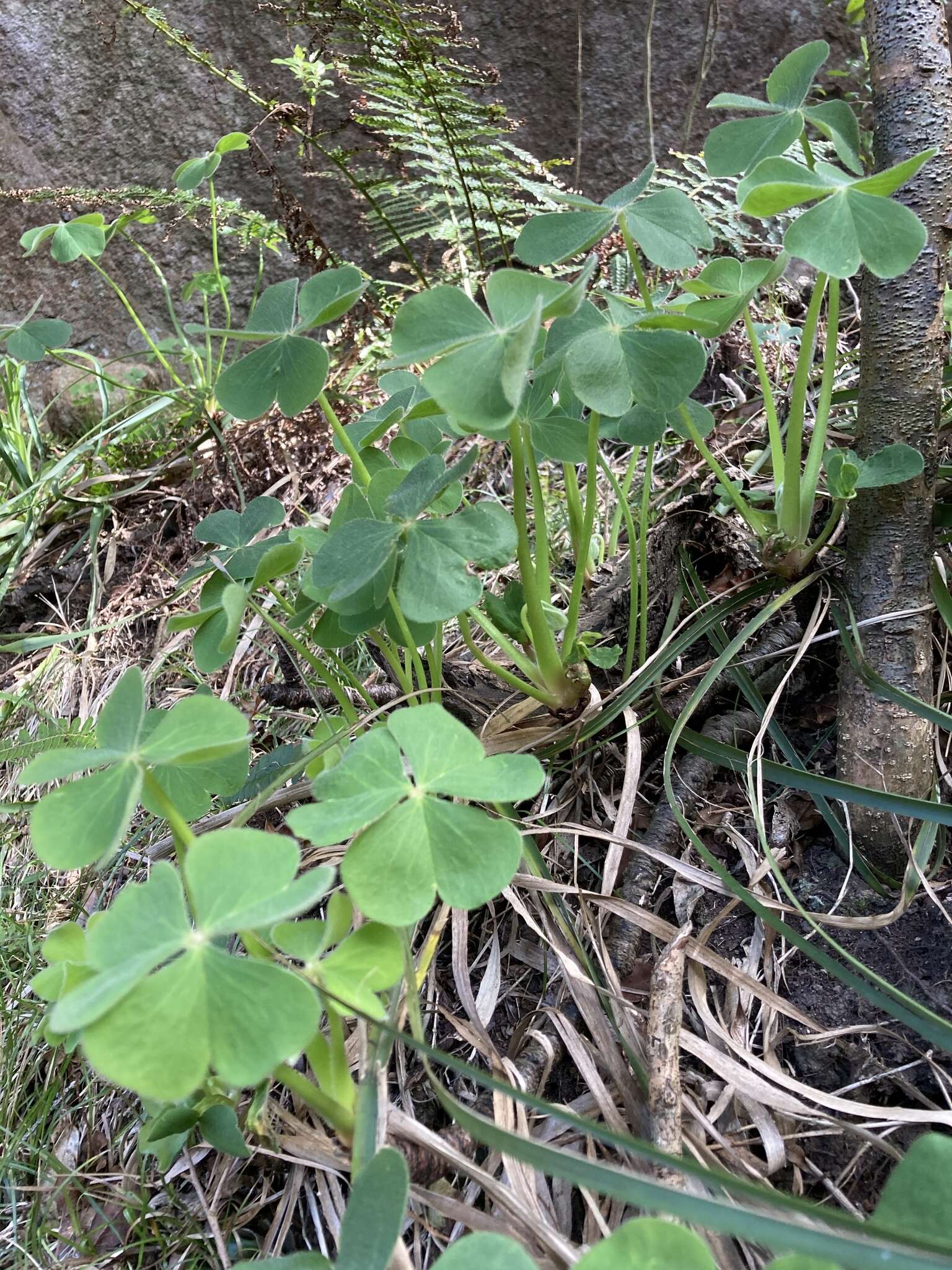 Sivun Oxalis monticola Arechav. kuva