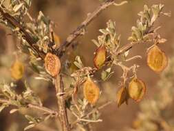 Imagem de Wiborgia leptoptera R. Dahlgren