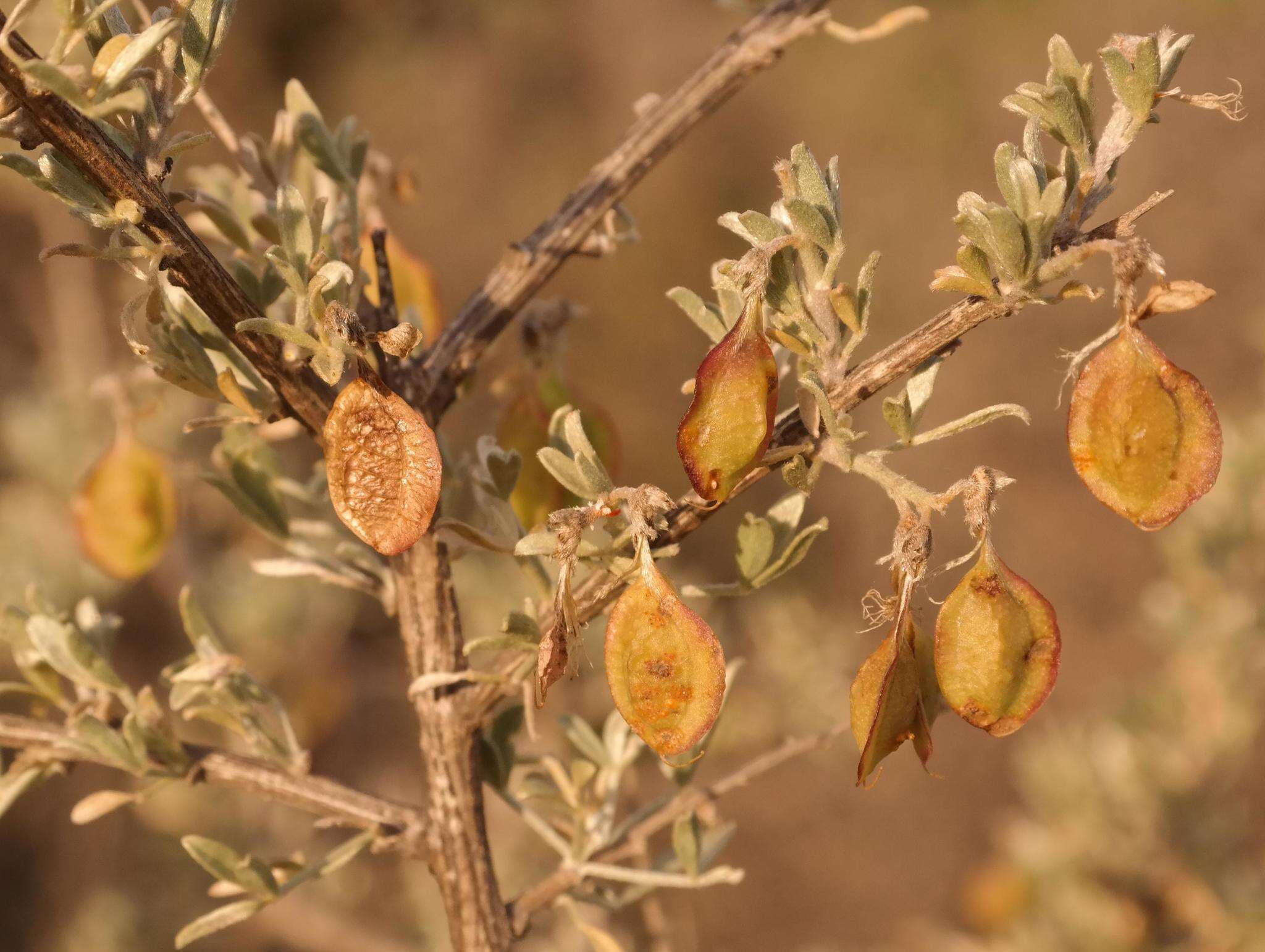 Imagem de Wiborgia leptoptera R. Dahlgren