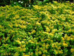 Image of Sedum formosanum N. E. Br.