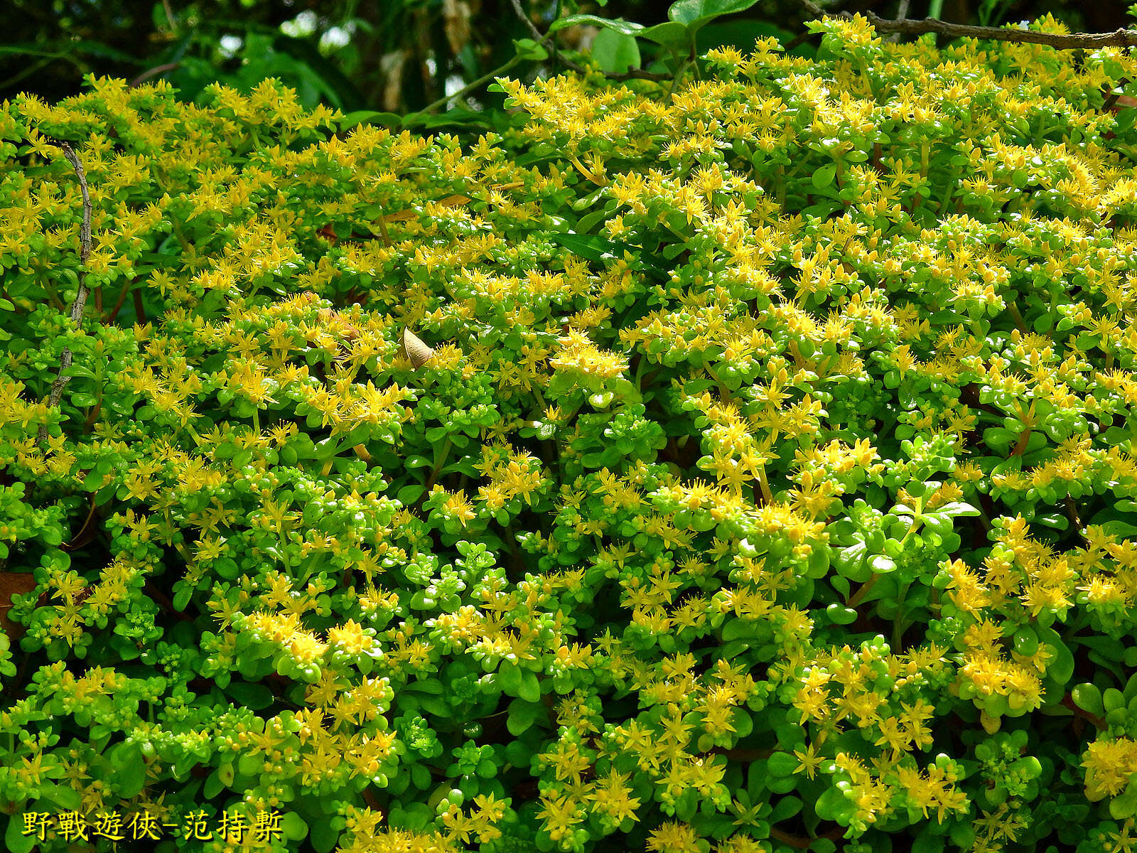 Sivun Sedum formosanum N. E. Br. kuva