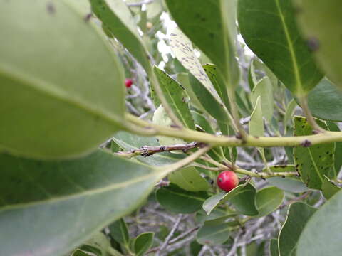 Image of Small-leaved holly