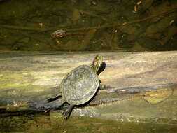 Image of slider turtle, red-eared terrapin, red-eared slider