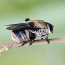 Cuterebra apicalis Guerin-Meneville 1835 resmi